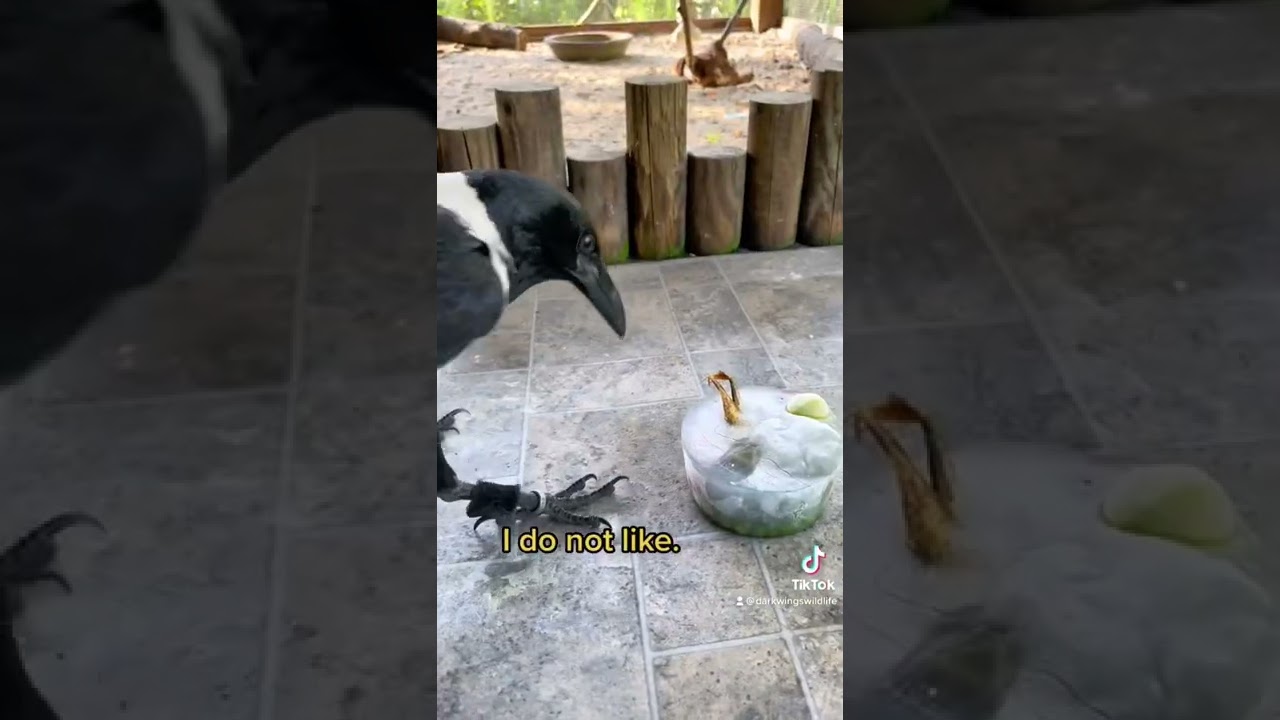 Summer Poem From a Crow