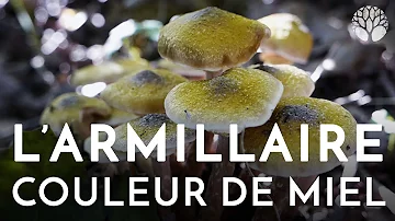 Comment cuisiner le champignon armillaire ?