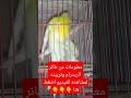معلومات هامة عن طائر الريدرام وتربيته لا يفوتك
