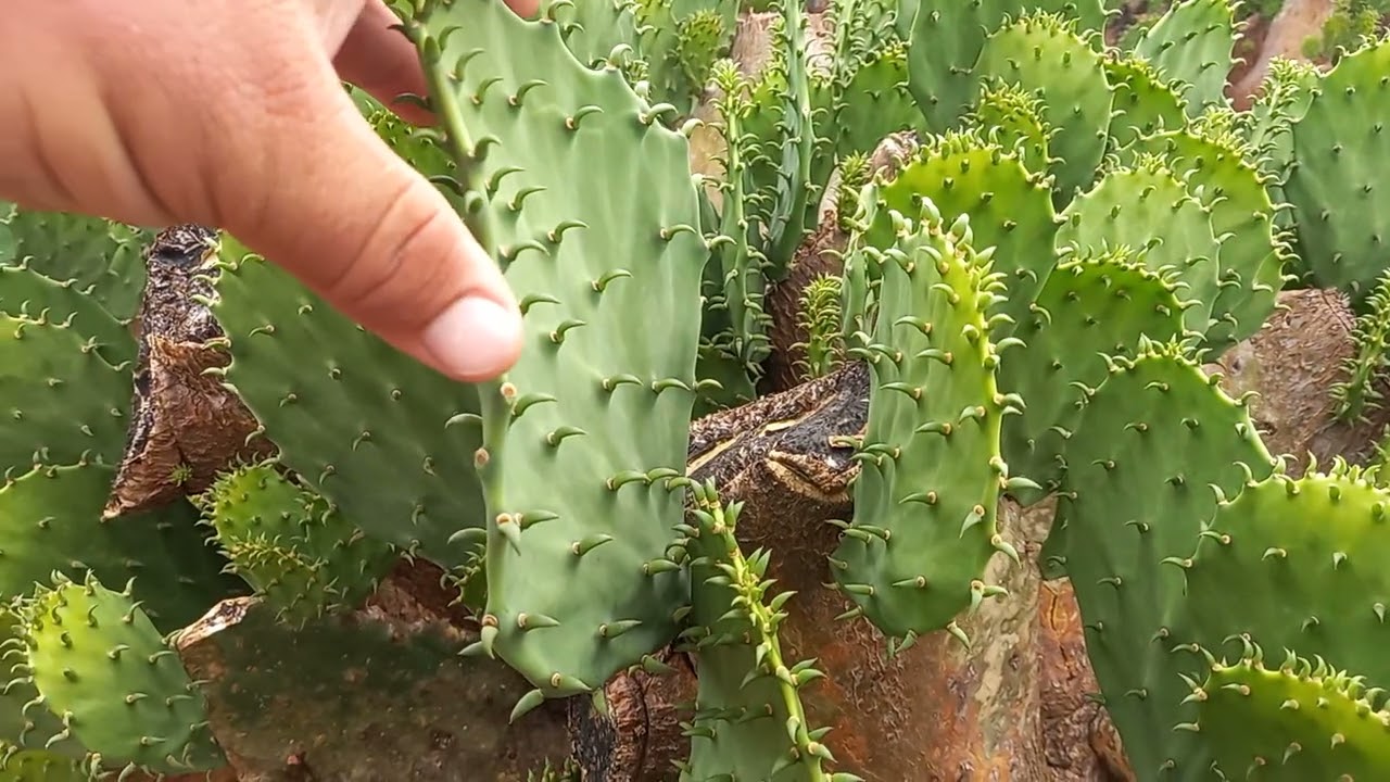 QUAL SEGREDO PRA PRODUZIR ENTRE 800 A 1000 TONELADAS DE PALMA  HECTARE SEM IRRIGAÇÃO?