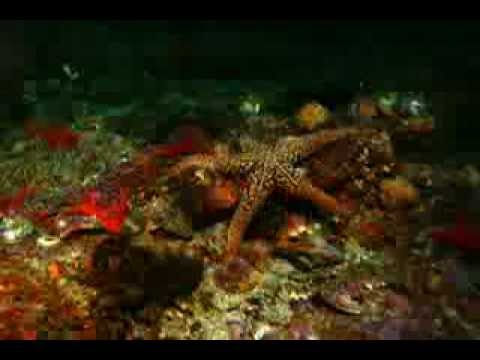 Wandering Sea Stars
