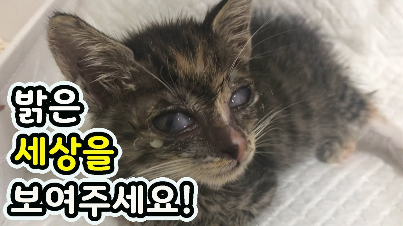 염료통에서 구조된 아기 고양이 a baby cat rescued from a dye can - YouTube