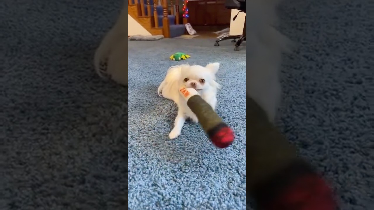 Because I Got High Dog Version (Dog Comedy Skit) | The Furry Kiddos