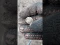 средневековое серебро,полтарак ВКЛ #shortvideo #video #shorts