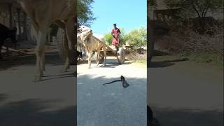 Seeing The Snake, The Bull Turned Back