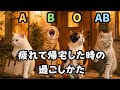 血液型あるある【猫】疲れて帰宅した時の過ごしかた