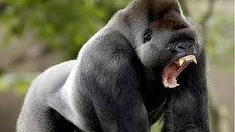 secuestro express  POLICÍA JUDICIAL TRATO HUMILLANTE, innecesidad de fuerza pública