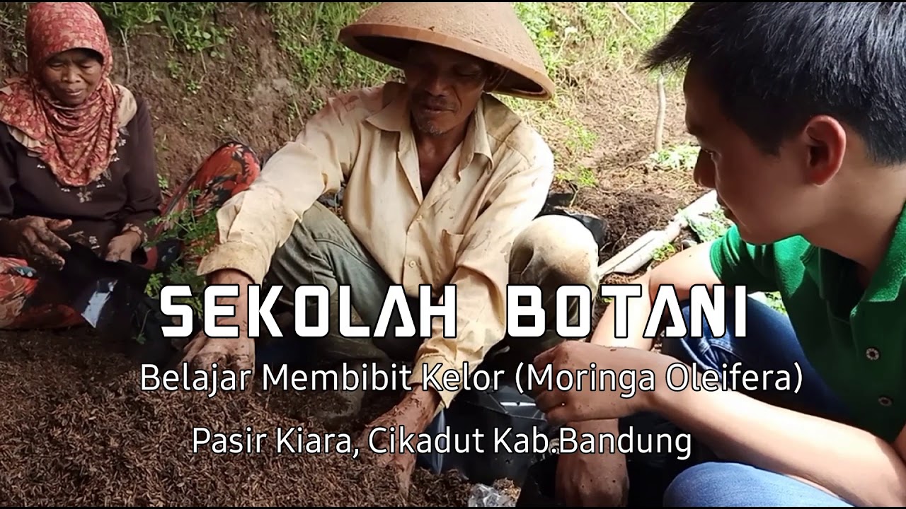 Cara Menanam Kelor dari Biji 