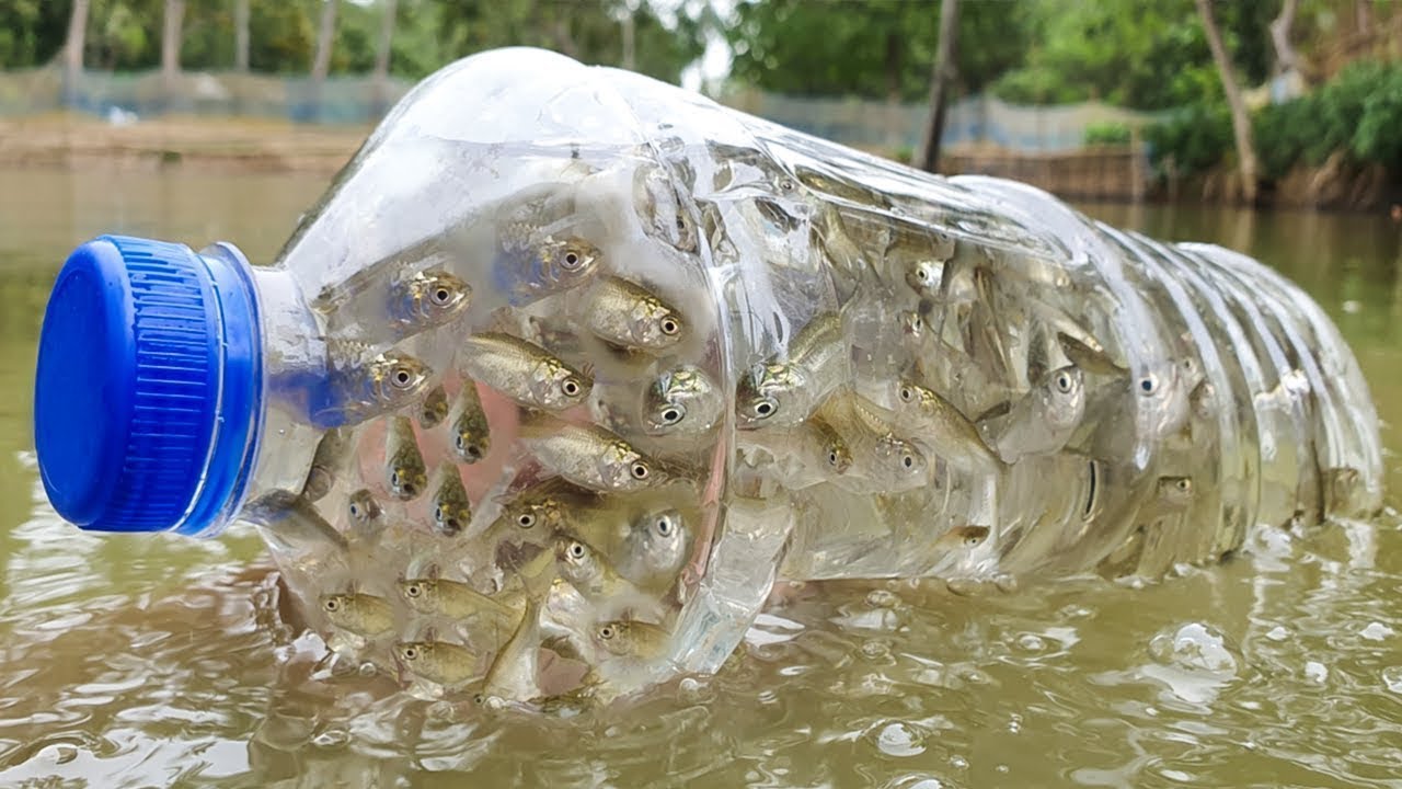 Bottle Fish Trap  Amazing Boy Catch Fish With Plastic Bottle