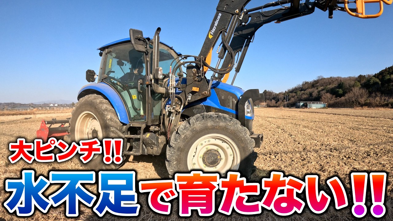 牛のご飯不足の予感❓雨が降らなくて大ピンチ‼️