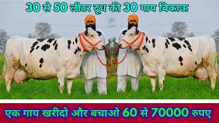 30 लीटर तक दूध की गाय 60000 तक सस्ते दामों में!! क्या ये सच है? 30 to 40 Ltr milk, 30 Cows For Sale