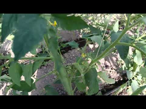 Video: Վերահսկելով բիբարի բույսերը