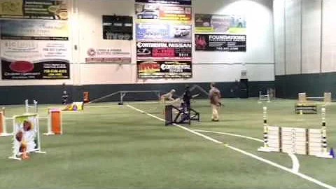 Saluki MeMe