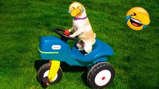 🐕😂 Funny Dog And Cat Videos 😅🐶 New Funny Animals 2024 # 17