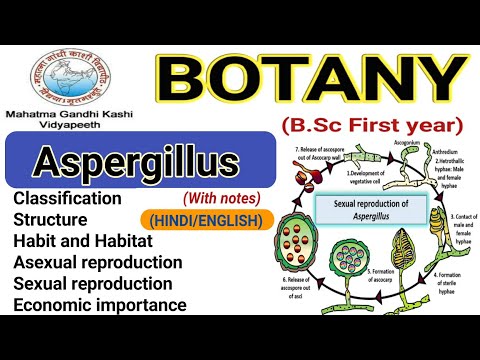 ആസ്പർജില്ലസ്/വർഗ്ഗീകരണം/ഘടന/അലൈംഗിക പുനരുൽപ്പാദനം/ ആസ്പർജില്ലസിന്റെ ജീവിതചക്രം