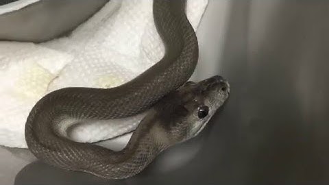 Super Zebra Axanthic Carpet Python