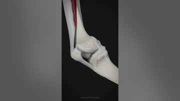 Movement of the patella and function of tibial collateral ligament