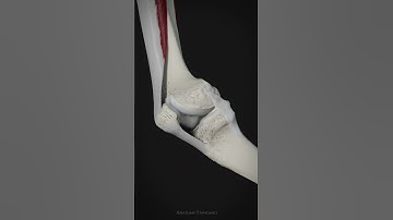 Movement of the patella and function of tibial collateral ligament