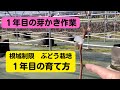 【ぶどう栽培1年目】1年の目の芽かき作業中心に解説　シャインマスカット1年樹と2年樹、ナガノパープル1年樹　(#32)
