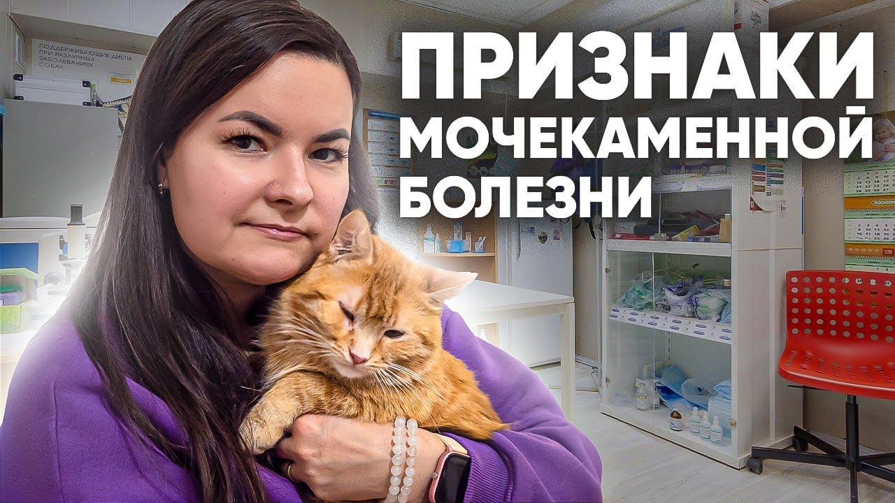 Мочекаменная болезнь у кошек: симптомы и лечение. Как правильно кормить  кошку? - YouTube