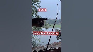 Về quê làm cành cắm cá lóc va hàng to #cauca #fishing #shots #fish #ngiencau