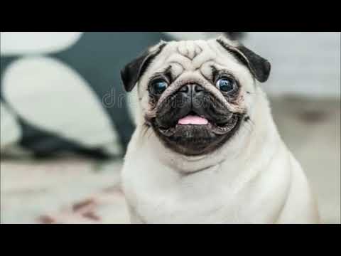 6 Tips Para Hacer Feliz A Tu Pug