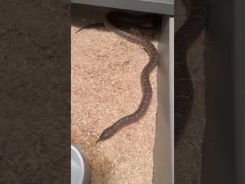 King Brooks Snake