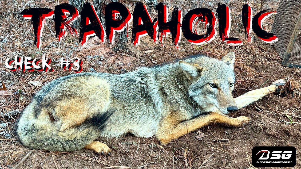 TRAPAHOLIC [CHECK #3] - 1st Coyote of 2024!!! **MB-450 Catch +
