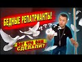 ЧТО ТАКОЕ Репатриантская неопределенность?? | Голуби атакуют | Хайфа | Израиль