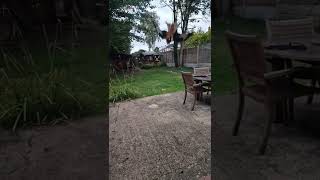 Two Red Kites in SlowMo