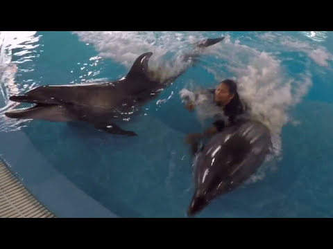 1ST TIME TO SWIM WITH DOLPHINS –  Dubai Dolphinairum