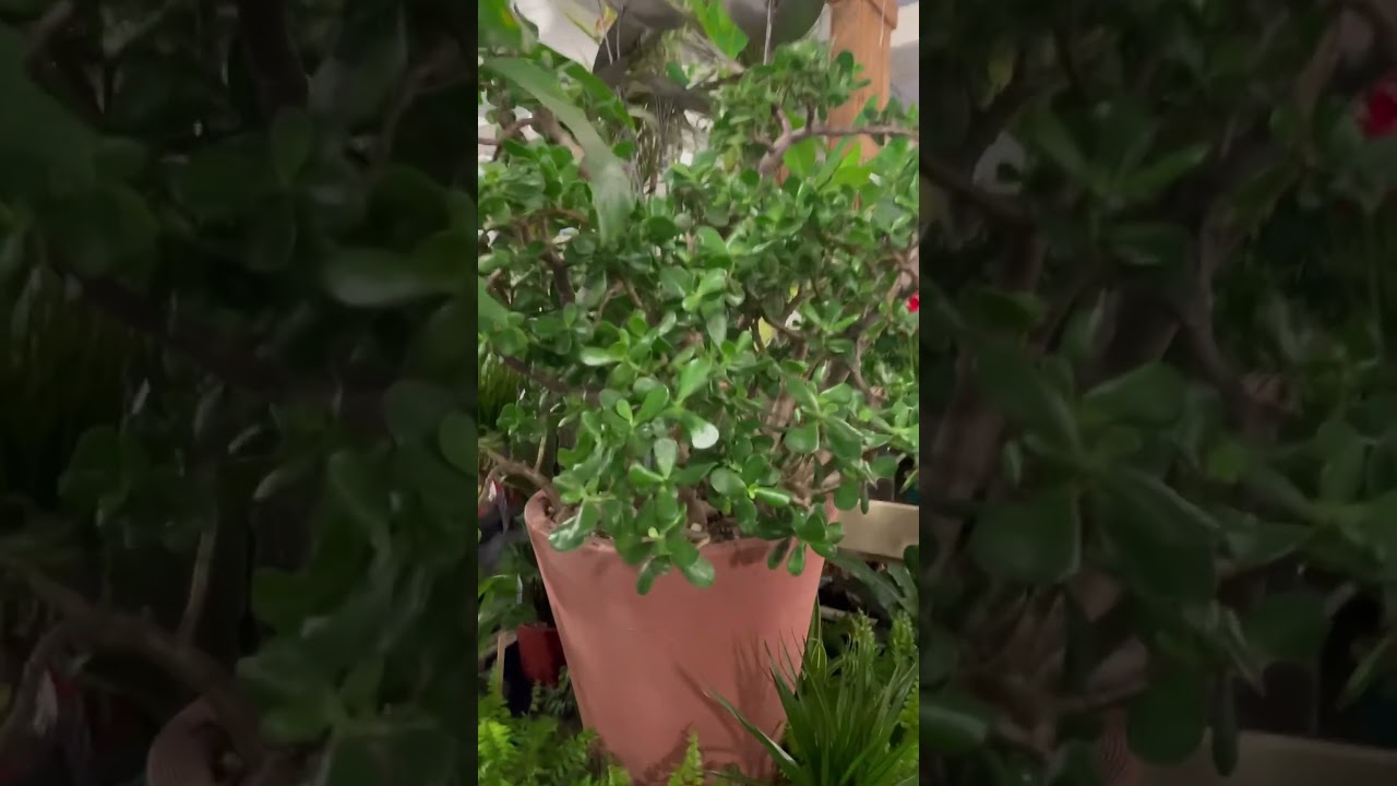 Giant trimmed jade plant 