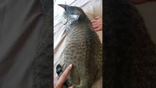 Touching my cat back watch till the end!!#shorts
