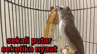 Download Lagu trucukan gacor TARUNG ROPEL PANJANG pancingan trucukan agar bunyi jadikan burung trucuk gacor EMOSI MP3 Download Lagu trucukan gacor TARUNG ROPEL PANJANG pancingan trucukan agar bunyi jadikan burung trucuk gacor EMOSI MP3