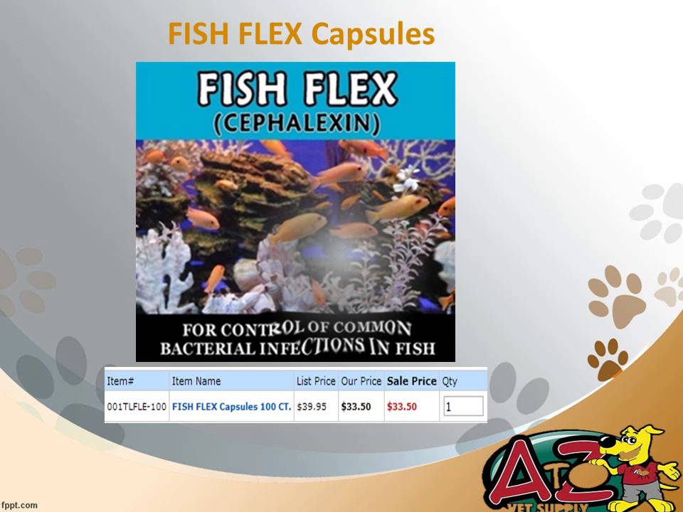 How to Select a Pet Store Online YouTube