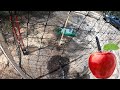 Sweet Corn Germination and One More Apple Tree | Preparing the Garden S1E8
