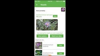 PlantSnap identifies a Silky aster (Symphyotrichum sericeum) screenshot 4