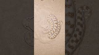 Arabian Horned Viper Uses Rubbing Scales to Deter Threats