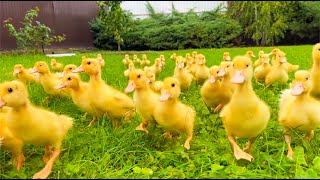 100 funny ducklings run because to have time to eat