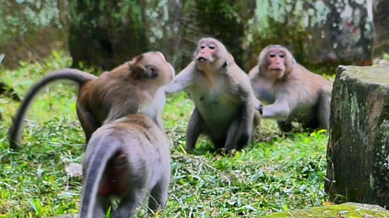 Jazzy flexible satuation to escape. When Viola supports Brighten, disrespects her, P!tyy Jane