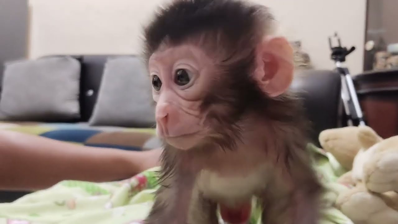 The baby monkey's condition is still weak after waking up.