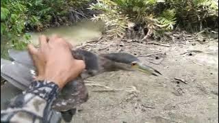 berburu burung goak/#koak