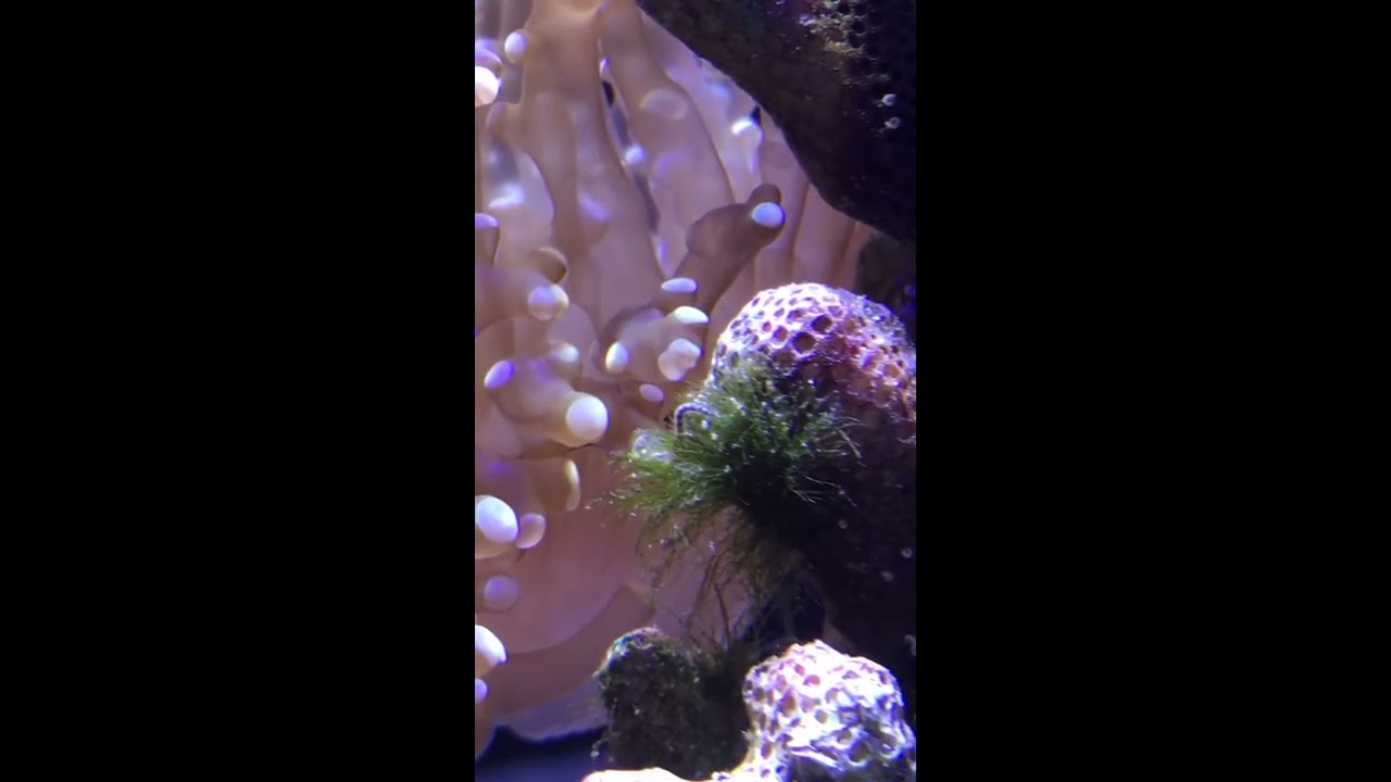 Worm in reef tank?? YouTube