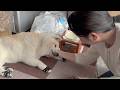 ３日ぶりの母との再会、大好きが溢れ出して安心して甘える柴犬が可愛すぎました。