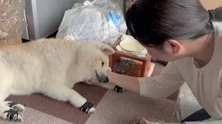 ３日ぶりの母との再会、大好きが溢れ出して安心して甘える柴犬が可愛すぎました。