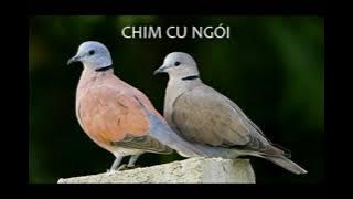 Tiếng chim cu ngói