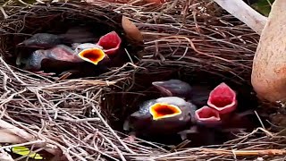 Common myna Baby Birds sleep in the nest waiting for their mother to find food#birds