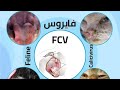 الكاليسي ڤايروس FCV تعريفه اعراضه طريقة انتقالة والعلاج والوقاية 