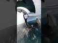 Moment whale body-slams wingfoiler at Sydney beach