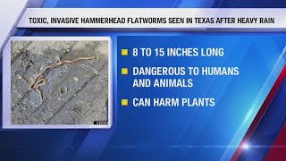 Famous Toxic hammerhead flatworms make comeback in Texas Net Worth
